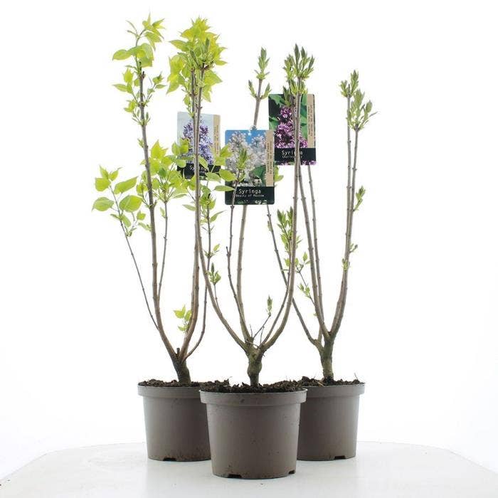 Syringa vulgaris