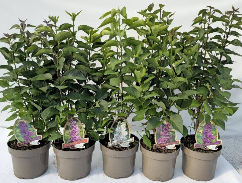 Syringa vulgaris