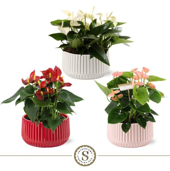 Table Mix in Madeira Keramiek