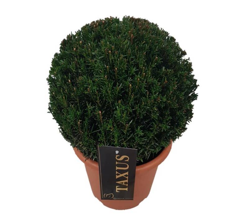 Taxus baccata Ball