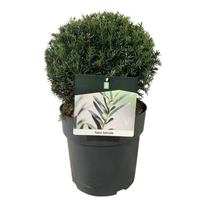 Taxus baccata