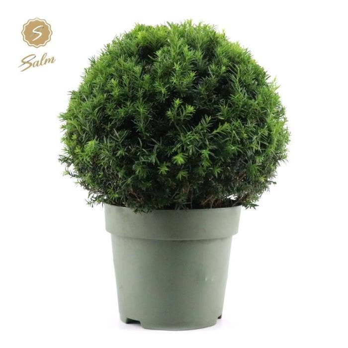 Taxus Ball Ø50