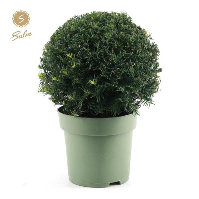 Taxus Collection Ball Ø32cm