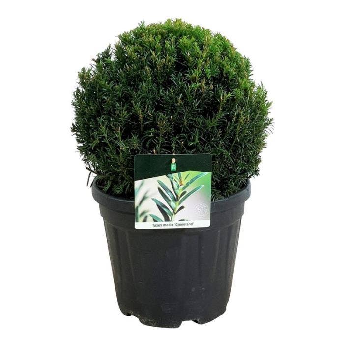 Taxus media 'Groenland'