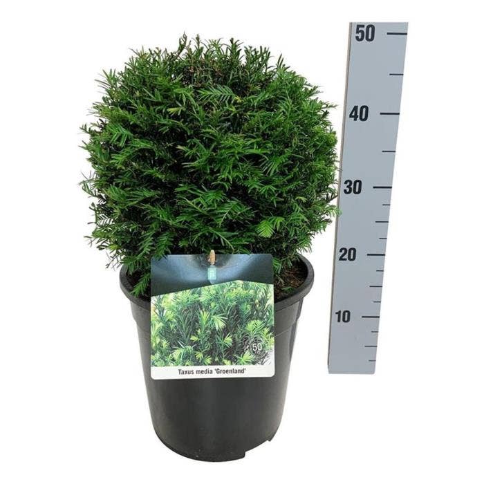 Taxus media 'Groenland'
