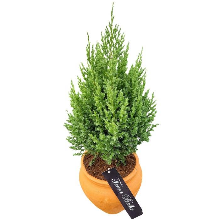 Terra Bella® Juniperus chi. 'Stricta' Green Solutions