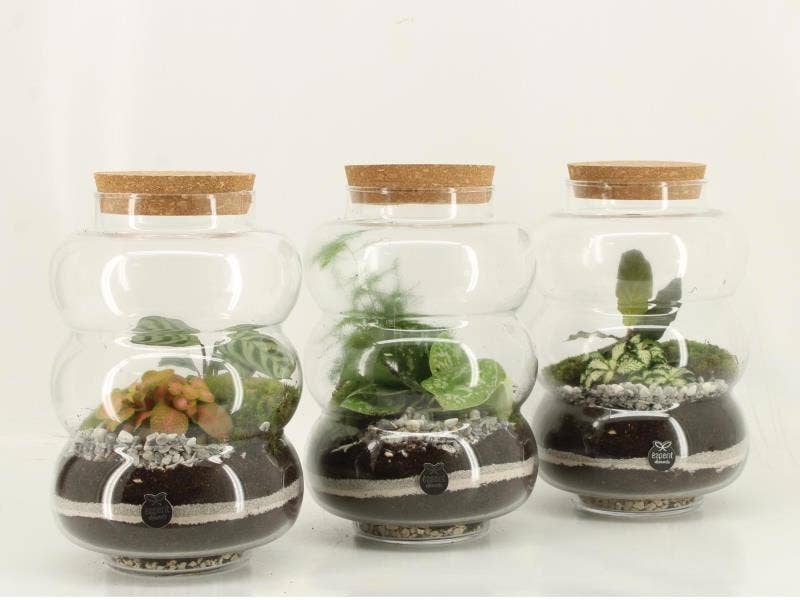 Terrarium arr. (53491)