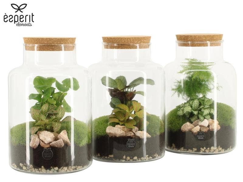 Terrarium arr. (90068)