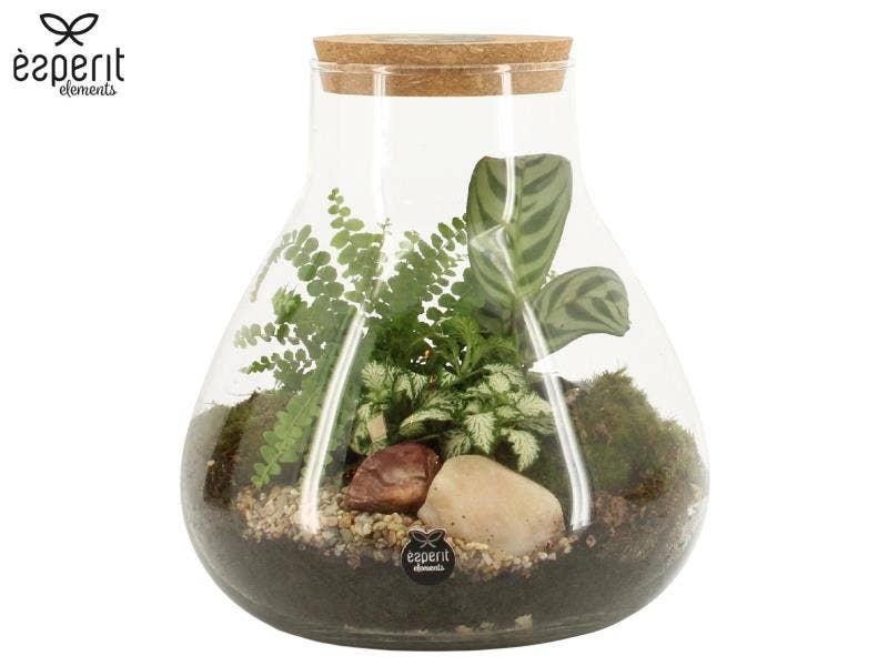 Terrarium arr. (90078)