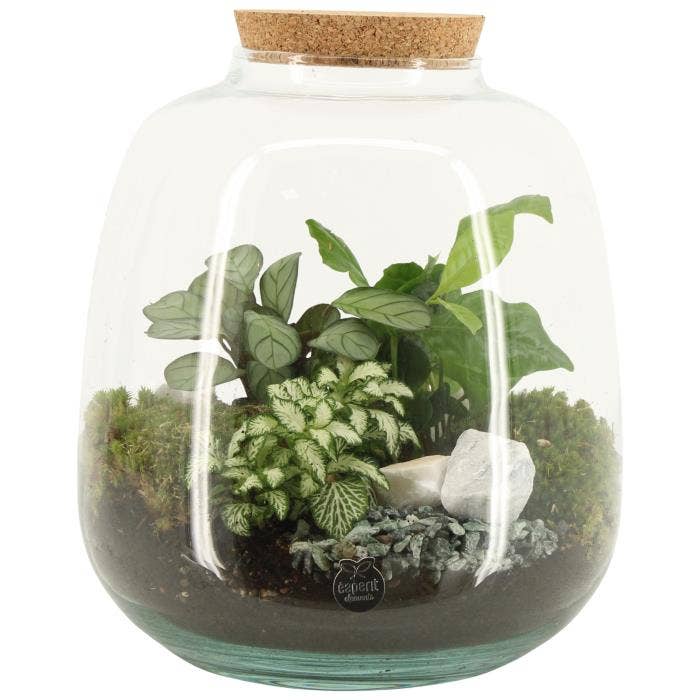 Terrarium arr. (90425)