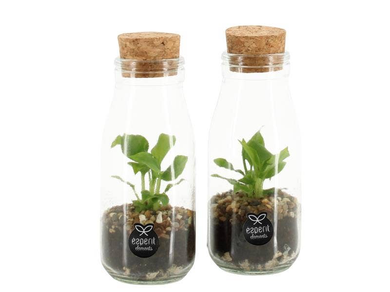 Terrarium arr. (90485)