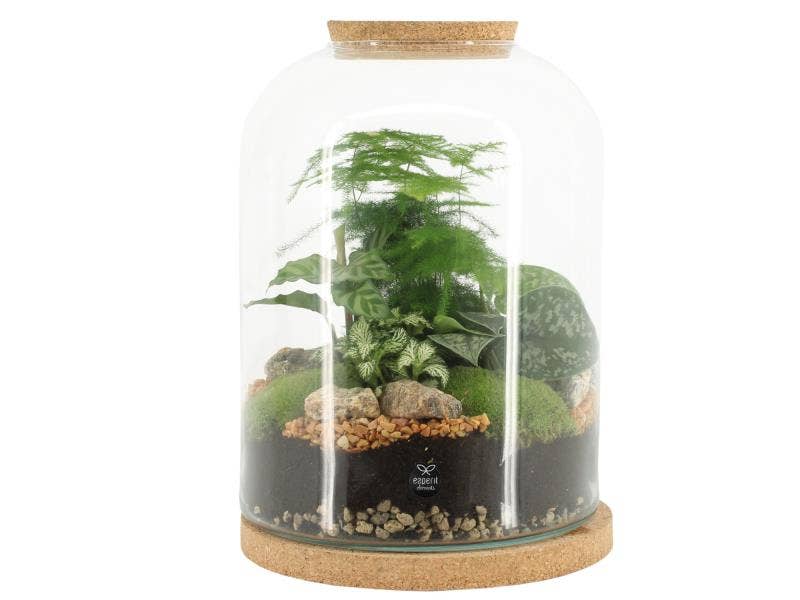 Terrarium arr. (90552)
