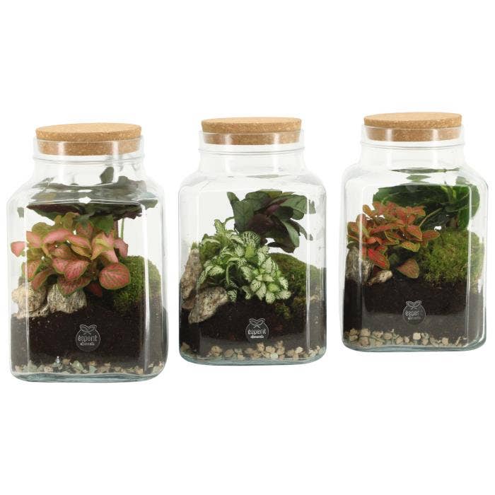 Terrarium arr. (90559)