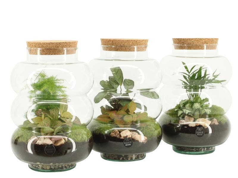 Terrarium arr. (90579)