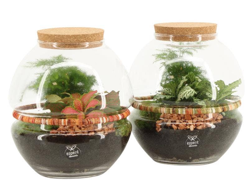 Terrarium arr. (90683)