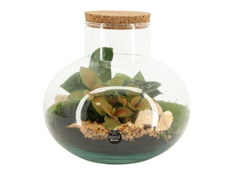 Terrarium arr. (90705)