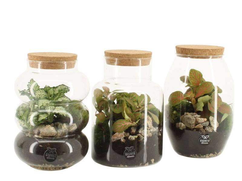 Terrarium arr. (90709)
