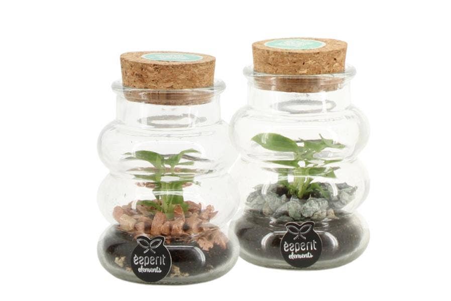 Terrarium arr. (90755)