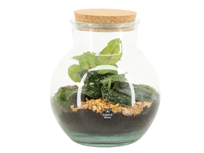 Terrarium arr. (90798)