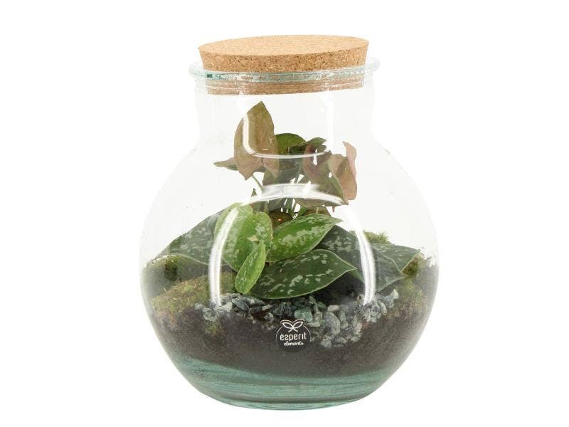 Terrarium arr. (90799)