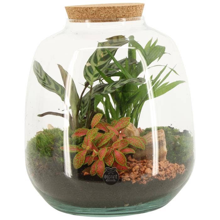 Terrarium arr. (90835)