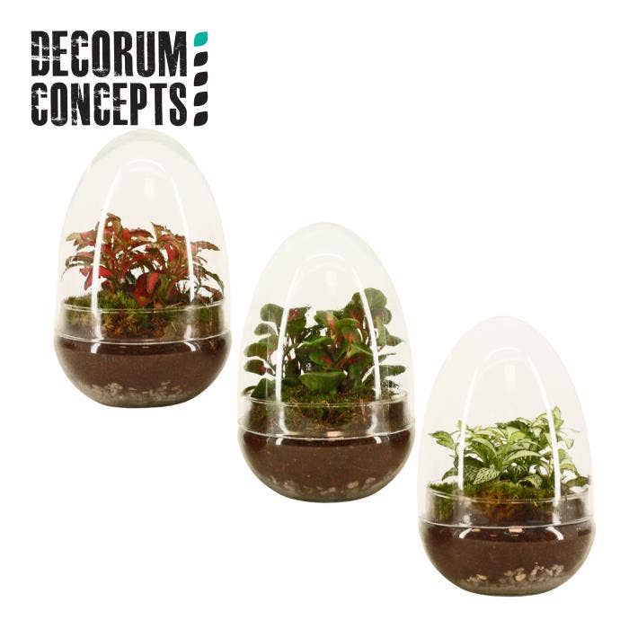 Terrarium arr. Egg small