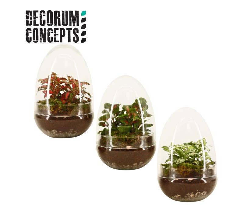Terrarium arr. Egg small
