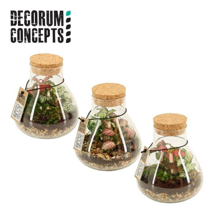 Terrarium arr. Erlenmeyer Nano