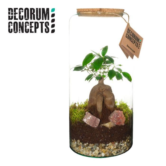 Terrarium arr. Hercules