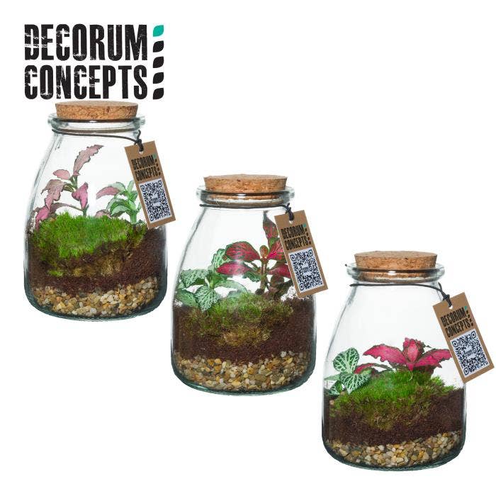 Terrarium arr. IO