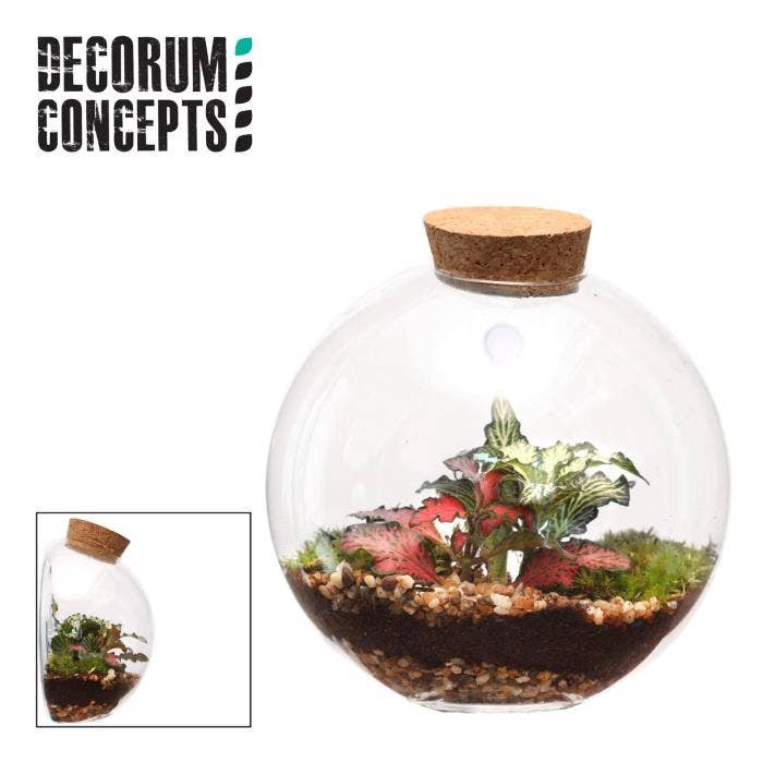Terrarium arr. Juno