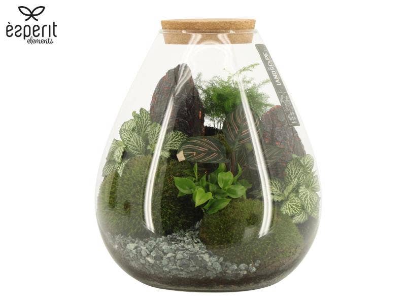 Terrarium arr. Landscape (90754)