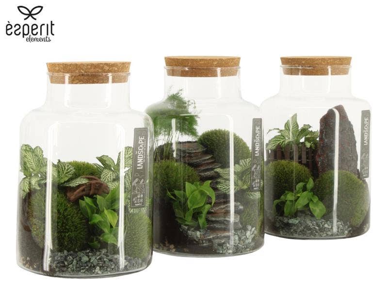 Terrarium arr. Landscape (90777)
