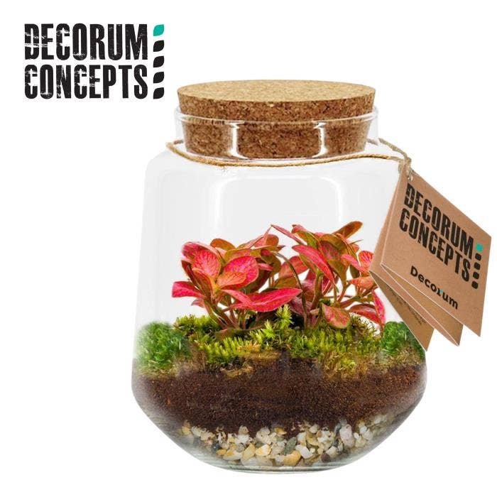 Terrarium arr. Mercurius Medium