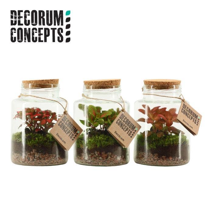 Terrarium arr. Neptunus