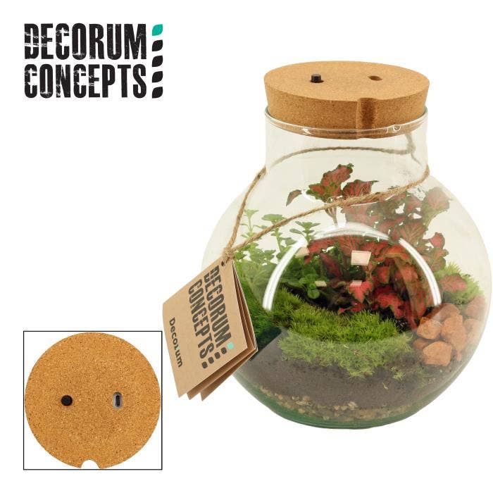 Terrarium arr. Venus + LED