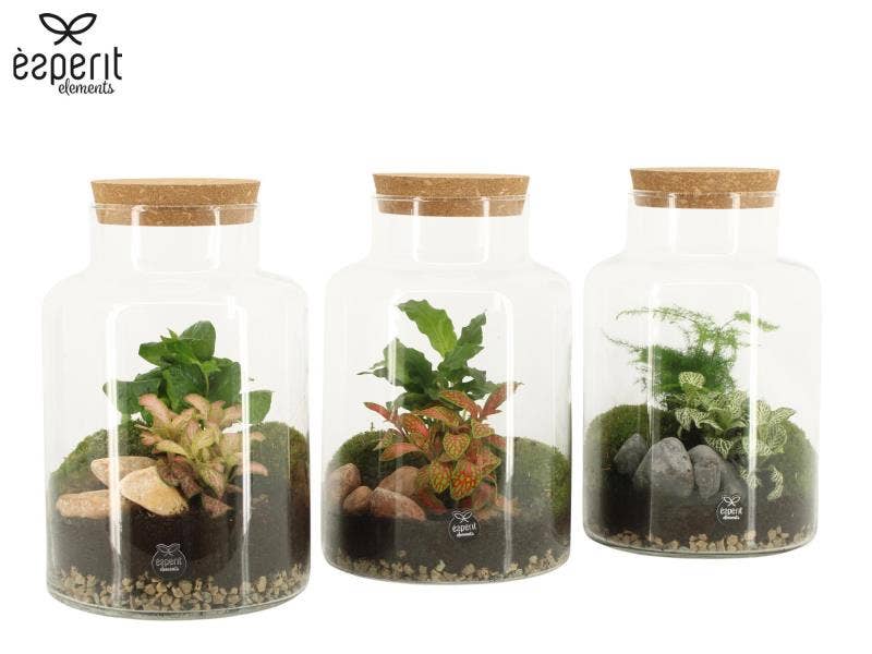 Terrarium arrangement (90068)