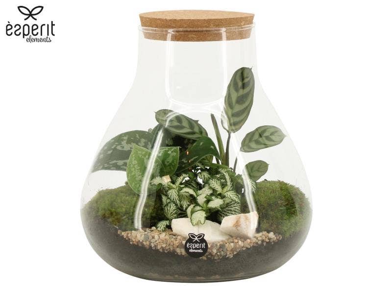 Terrarium arrangement (90078)