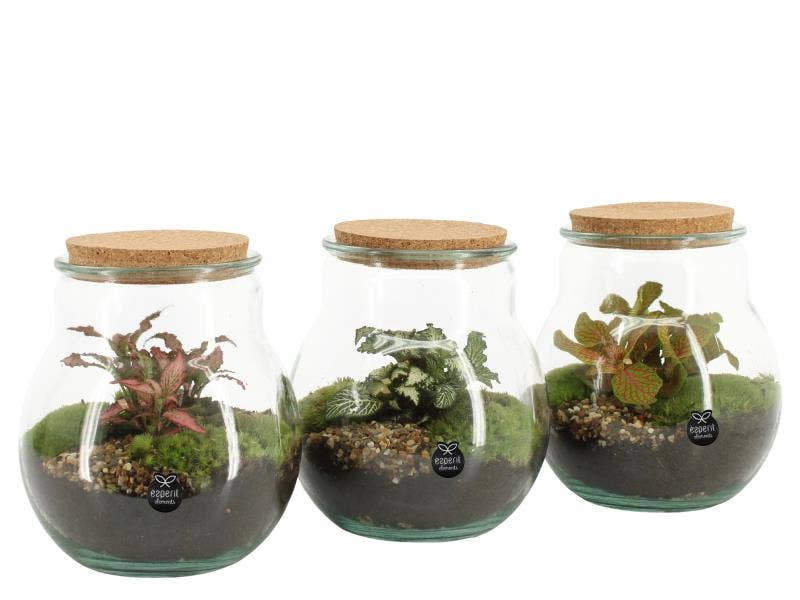 Terrarium arrangement (90365)