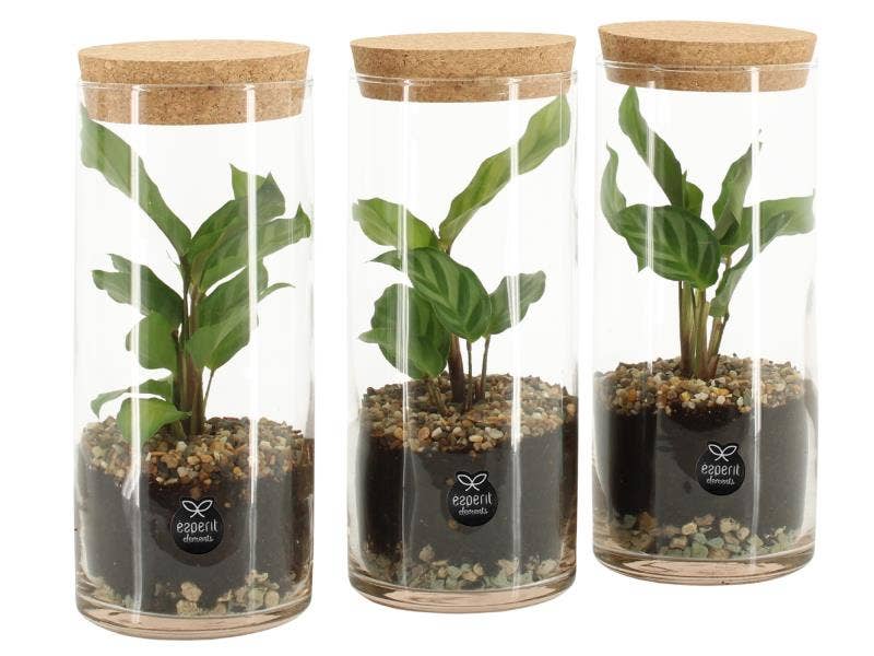 Terrarium arrangement (90412)