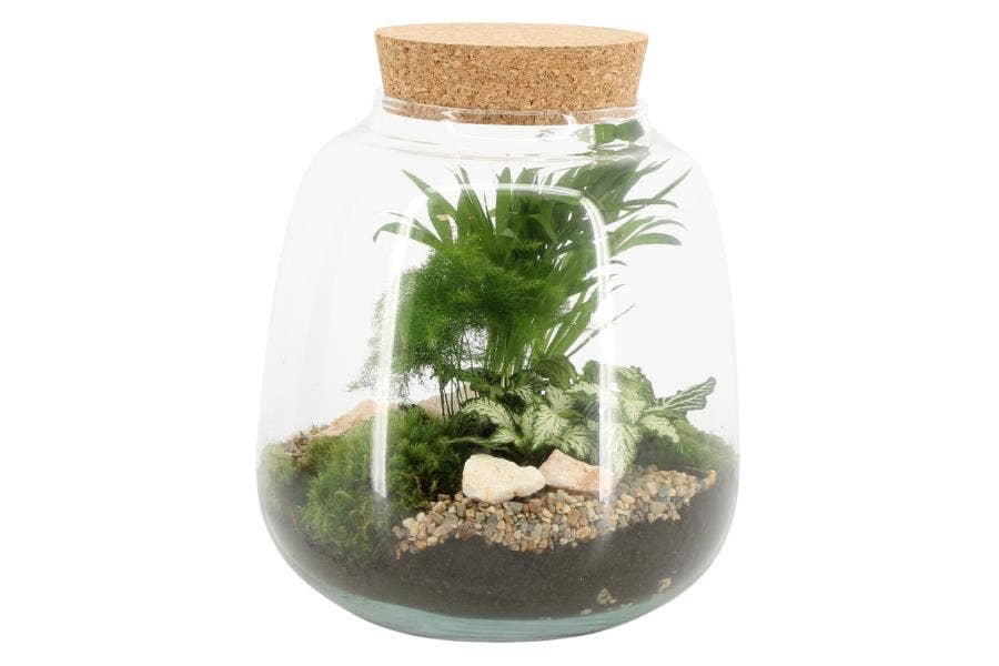 Terrarium arrangement (90445)