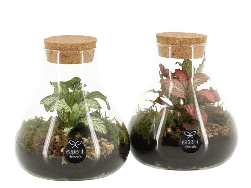 Terrarium arrangement (90468)