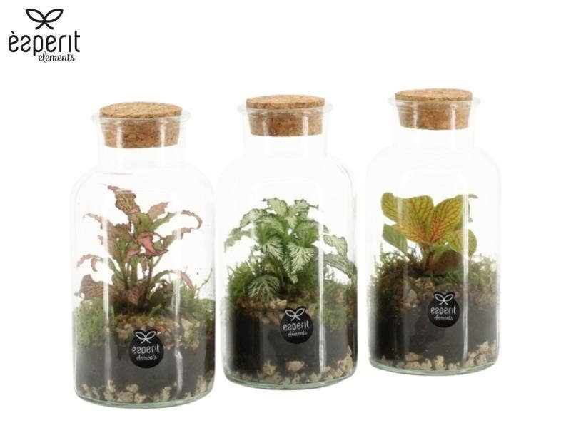 Terrarium arrangement (90478)