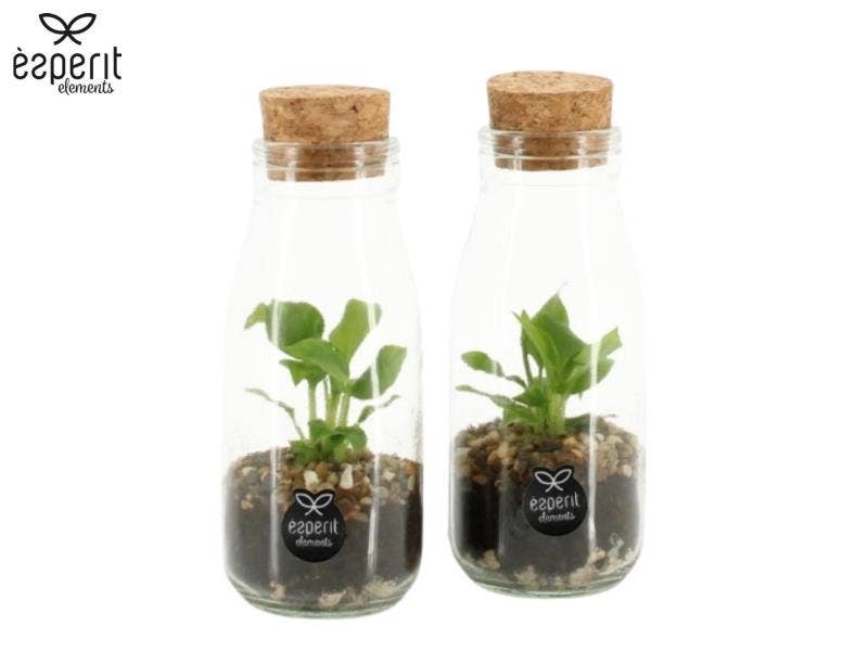 Terrarium arrangement (90485)