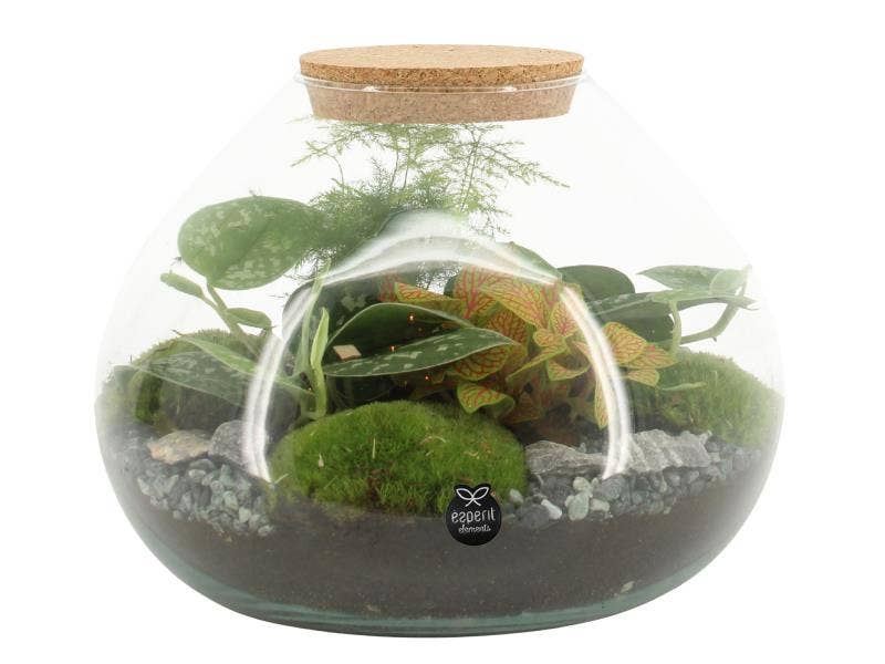 Terrarium arrangement (90515)