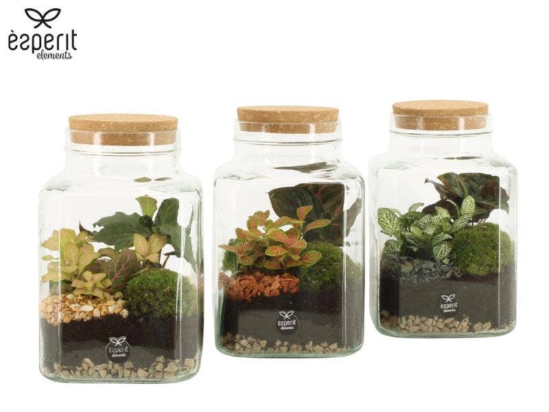 Terrarium arrangement (90559)