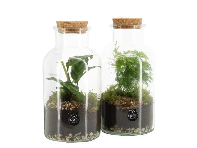 Terrarium arrangement (90578)