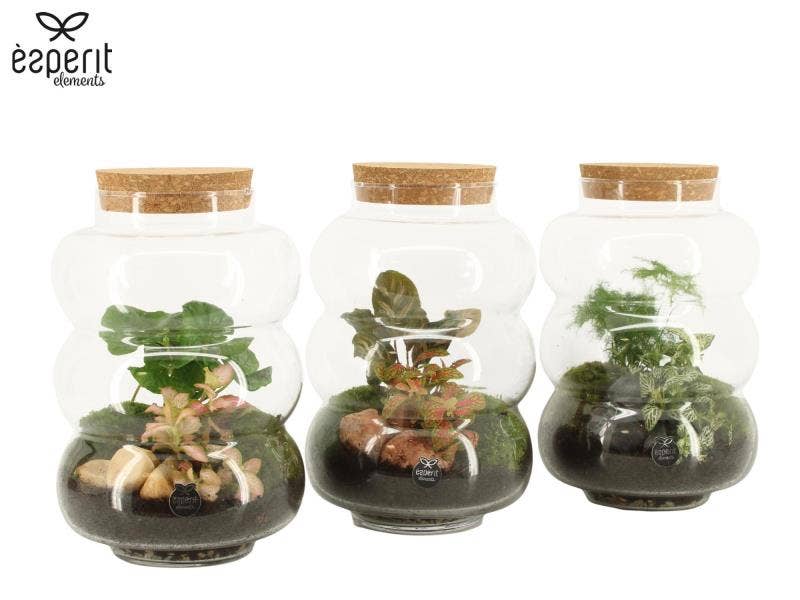 Terrarium arrangement (90579)