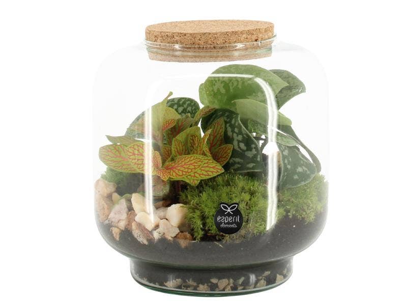 Terrarium arrangement (90614)