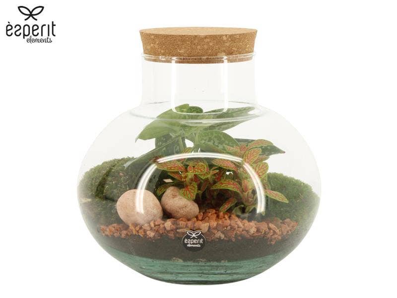 Terrarium arrangement (90705)